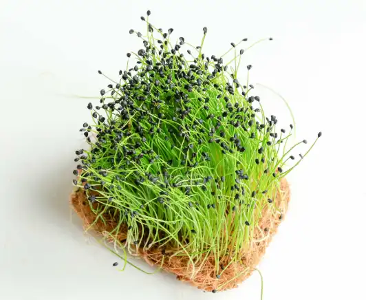 How does Leek Seed Extract Improve Immunity?